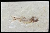 Cretaceous Fossil Fish (Davichthys) - Lebanon #70438-1